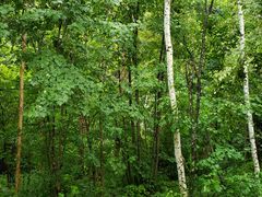 -五营红松林海景区