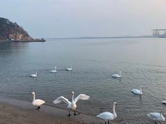 -烟墩角天鹅湖