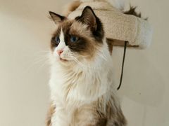 -喵喵咪呀布偶猫咖(春熙路店)