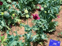 -国家植物园南园