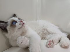 -瑞派长江宠物医院·猫科·外科·24小时夜护(谊城公寓分院)