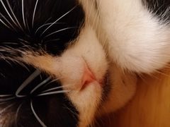 -猫友咖啡店(玉林西路店)