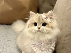 -猫十亿·布偶金渐层·曼基康矮脚猫舍(青年路店)
