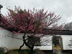 -杭州植物园