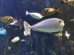 -太平洋海底世界