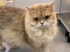 -琪喵猫屋·撸猫猫咖·猫舍