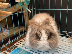 -志龙皇冠吃货椰子铺