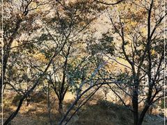 -大岭沟猕猴桃谷风景区