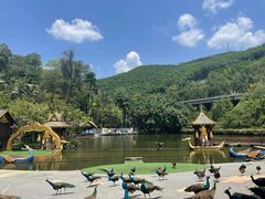 -西双版纳原始森林公园