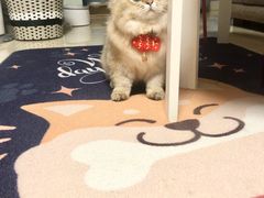 -猫大福·Fortune Cat猫舍(百子湾店)