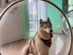 -Husky Go! 哈士奇体验馆·宠物咖啡厅狗咖