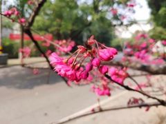 -武汉大学-樱园