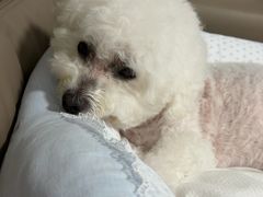 -博特宠物医院24h犬猫全科.骨科·异宠