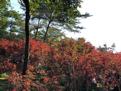 -广州市帽峰山景区