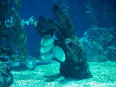 -暹罗海洋世界