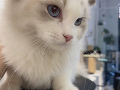 -琪喵猫屋·撸猫猫咖·猫舍