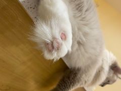 -滚猫咖啡·猫咖·猫友好撸猫(未来城店)