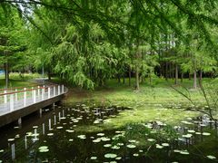 -同里国家湿地公园