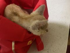 -瑞鹏宠物医院·夜间急症·心超·猫科(祖庙分店)