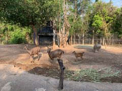 -清迈夜间动物园