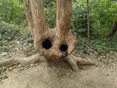 -上海佘山国家森林公园天马山园