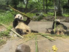-都江堰中华大熊猫苑