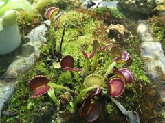 -国家植物园南园