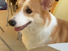 -怪兽屋·羊驼·猫咖·狗咖(俊华广场店)