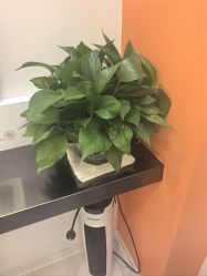 -润复丝·泽发防脱头皮管理