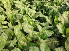 -上膳源有机农场