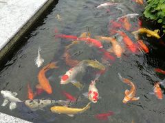 -天津大学附属中学