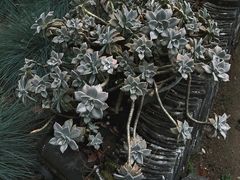 -寂照庵
