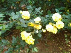 -人民公园(罗湖区)