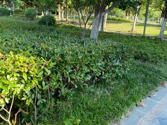 -天鹅湖体育公园