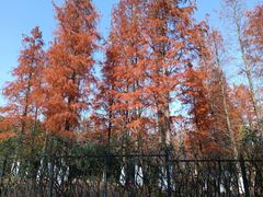 -习家池