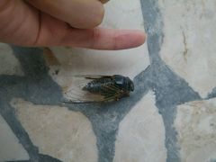 蝉-金孔雀温泉旅游度假村