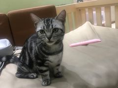 -藏猫猫咖啡主题馆(中央大道店)