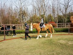 -上海长兴岛郊野公园