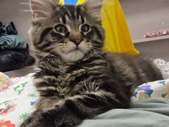 -北京观赏动物医院·24小时大型综合·猫专科·异宠专科