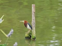 -金鸡山公园