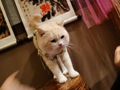 -福尔喵斯探案馆实景搜证·沉浸式剧本杀