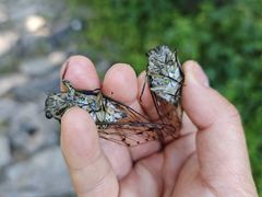 -阳台山自然风景区