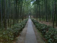 -大奇山国家森林公园