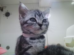 -糯米喵星人·撸猫猫舍咖啡馆(西市场嘉华店)