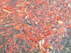 android_upload_pic-普陀山风景名胜区-法雨禅寺