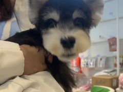 -翊宠yipet猫狗购宠庄园犬舍•猫舍