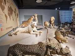 -上海自然博物馆
