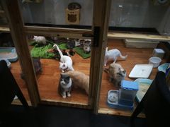 -猫色咖啡·猫咖