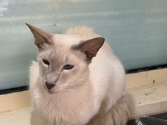 -猫小院猫主题餐厅(南锣旗舰店)