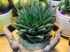 -双季花艺园艺市场(浦东店)
